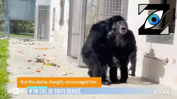 [Zap Télé_2] Après une vie en captivité, un chimpanzé découvre le ciel pour la 1ère fois (06/07/23)