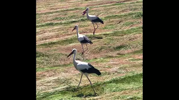 Haute-Saône : la cigogne victime des humains