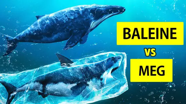 Mégalodons Contre Baleines : Quelques Indices Sur La Disparition Du Plus Grand Requin Du Monde