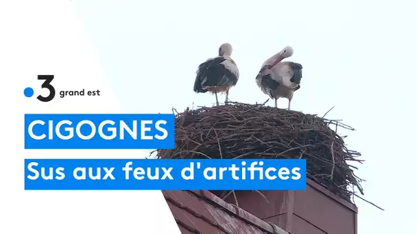 Les cigognes de Sarralbe n'aiment pas les feux d'artifice