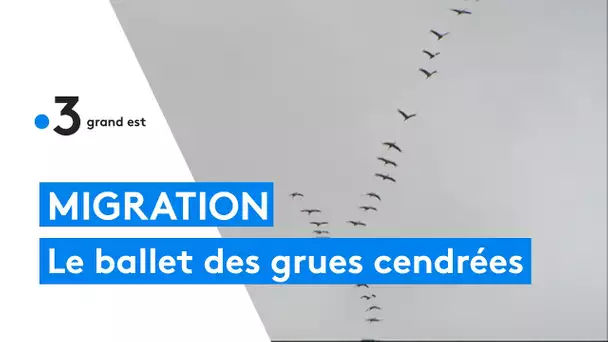 La migration des grues cendrées au Lac du Der