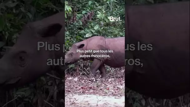 😍 Un rhinocéros de Sumatra vient de naître dans une réserve en Indonésie