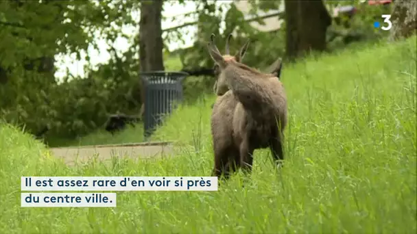 Besançon : un chamois se promène tranquillemement au pied de la Citadelle