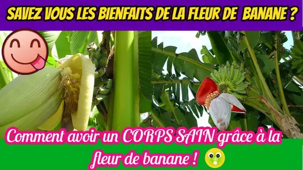 Vous Savez Sans Doute Les Bienfaits De La Banane Mais Savez Vous Les Bienfaits De La Fleur De Banane