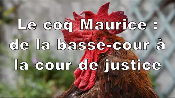 Le coq Maurice : de la basse-cour au tribunal