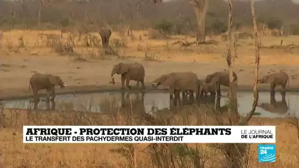 Afrique : le transfert d'éléphants interdit