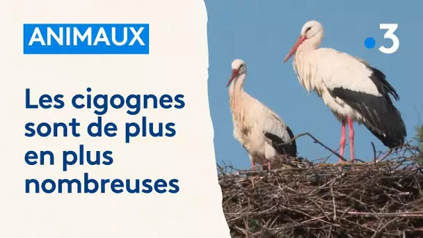 Nature : les cigognes de plus en plus nombreuses