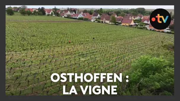 Un lieu, des histoires à Osthoffen : la vigne - Episode 1/4