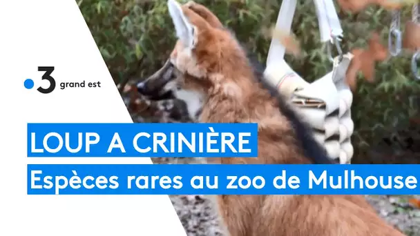Zoo de Mulhouse : le loup à crinière d'Amérique du sud, une espèce rare