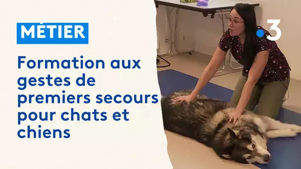 Une toiletteuse de Coulounieix-Chamiers forme aux gestes de premiers secours pour chiens et chats