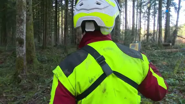 Débardage des forêts par câble aérien, l'ONF teste le dispositif dans le Doubs