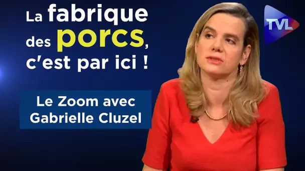 La fabrique des porcs, c'est par ici ! - Le Zoom - Gabrielle Cluzel - TVL