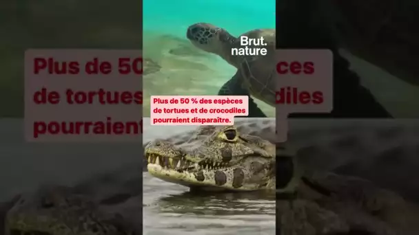 21% des espèces de reptiles pourraient bientôt disparaître