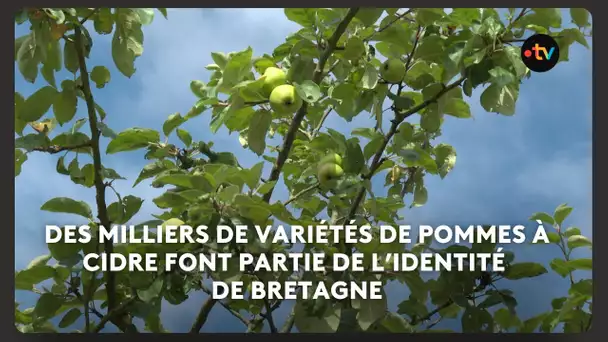 La pomme est la reine des vergers bretons. Il en existe plus de 3 000 variétés en Bretagne.
