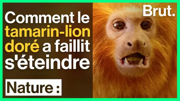 Tamarin-lion doré, un succès de protection de la nature