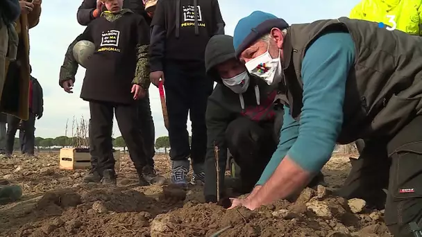 Pyrénées-Orientales : une forêt en forme de coeur à Torreilles pour la biodiversité