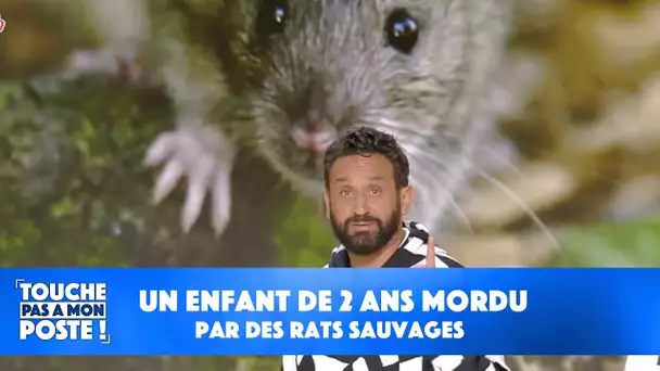 "Ils n'ont plus peur de nous" : Un bébé de 2 ans mordu par des rats sauvages dans son sommeil