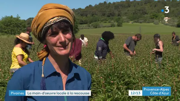 Agriculture : la main d'oeuvre locale à la rescousse