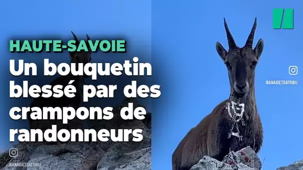 En Haute-Savoie, un bouquetin coincé avec des crampons de randonneurs dans la bouche