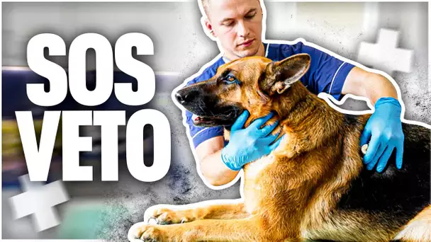 Urgences vétérinaires, SOS animaux