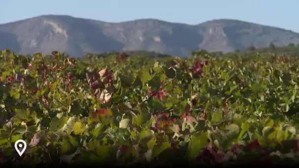 Aqui Sem : irrigation des vignes en Pays Catalan, un sujet qui fait débat