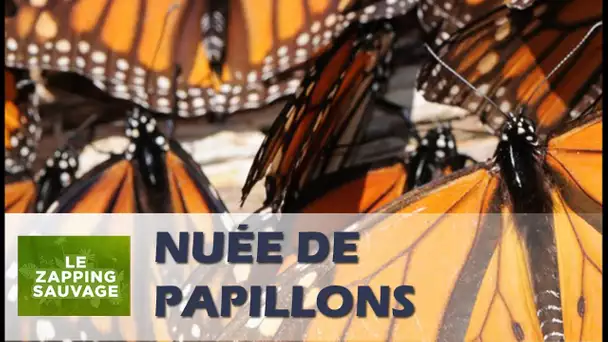 Un vol de millions de papillons ! - ZAPPING SAUVAGE 25