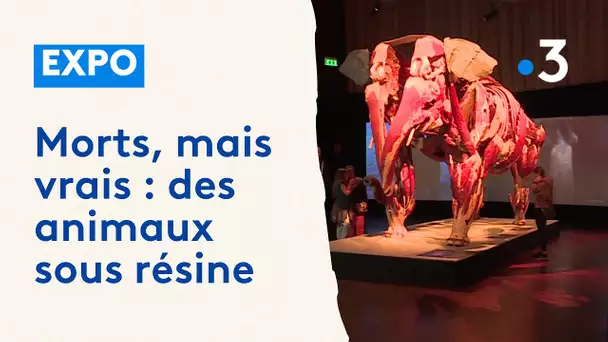 Des animaux morts et conservés dans la résine, c'est l'exposition "Animaux à corps ouverts" en Sarre