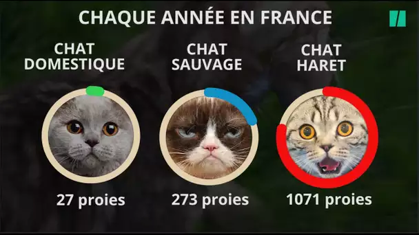 Votre chat est une catastrophe écologique, voici comment limiter les dégâts