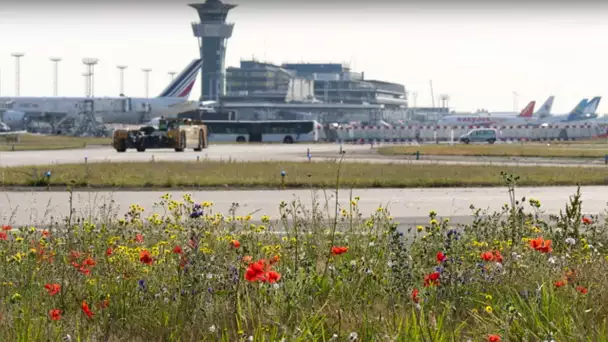 Infrastructures de transport : de la biodiversité là où on ne l&#039;attend pas