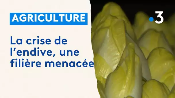 Des herbicides servant à la production des endives interdis, la filière menacée