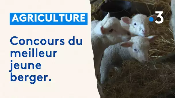 Les ovinpiades, objectif salon de l'agriculture