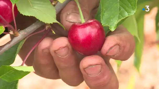 Céret : les premières cerises de la saison sont là