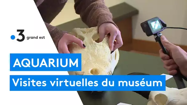 Le muséum aquarium de Nancy organise des visites virtuelles pour les écoles