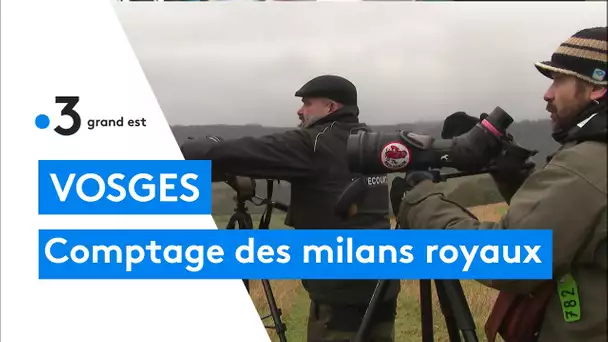 Comptage des milans royaux dans les Vosges par la LPO