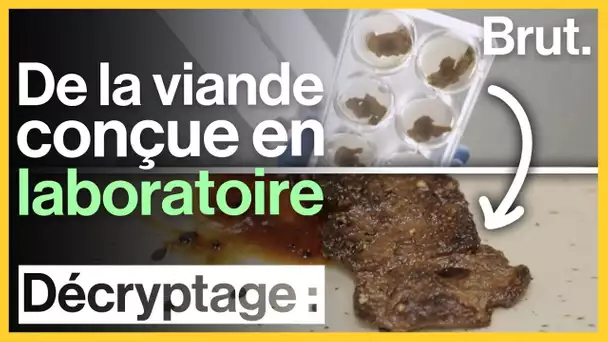 De la viande sans viande, conçue en laboratoire