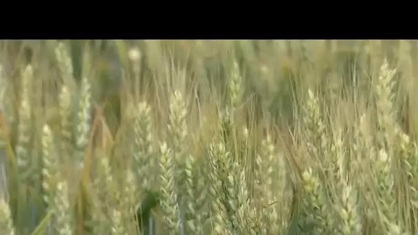 Crise du blé ukrainien : une réunion se tient ce mercredi à Istanbul