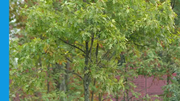 LE MONDE D'APRES : les micro forêts urbaines à Toulouse