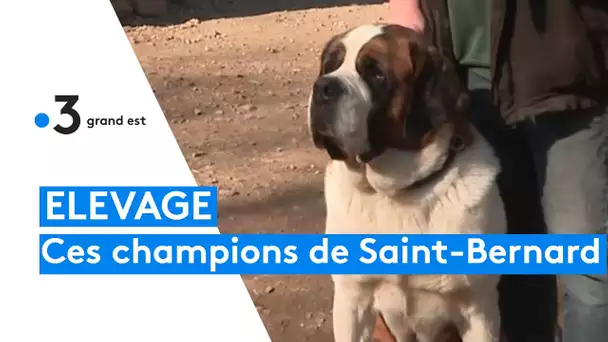 Les Saint-Bernard d'Eschbach-au-Val sur la première marche du podium