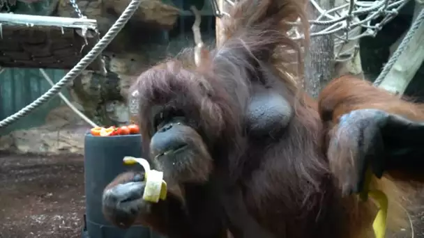 Des singes dans la jungle parisienne