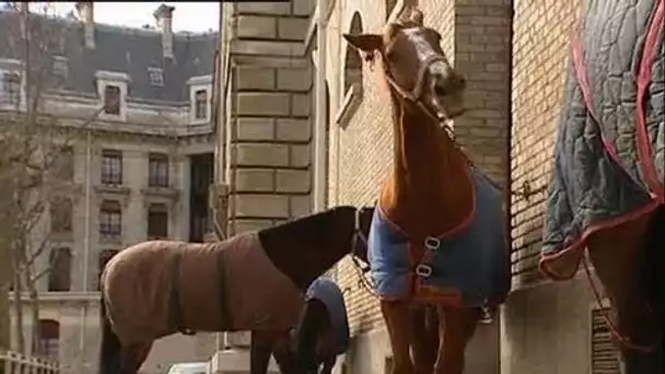 Chevaux de la garde républicaine consignes et zoos fermes