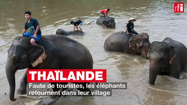 Thaïlande : faute de touristes, les éléphants retournent dans leur village