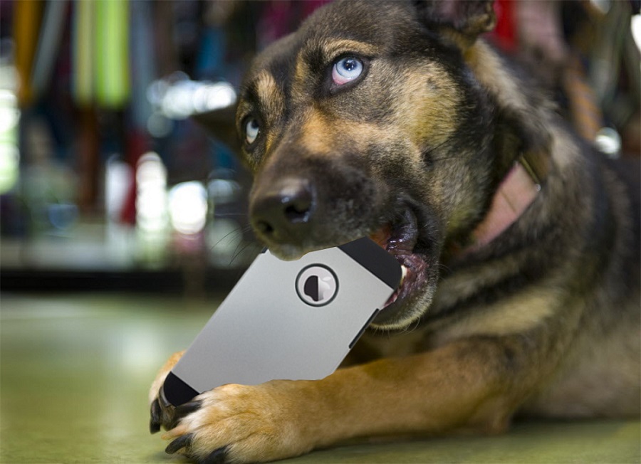 Dog-chewing-phone-case