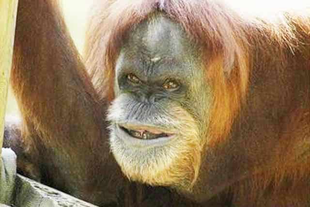 Ces Incroyables Animaux Atteints De Trisomie Vont Vous Faire Craquer Allo Trends