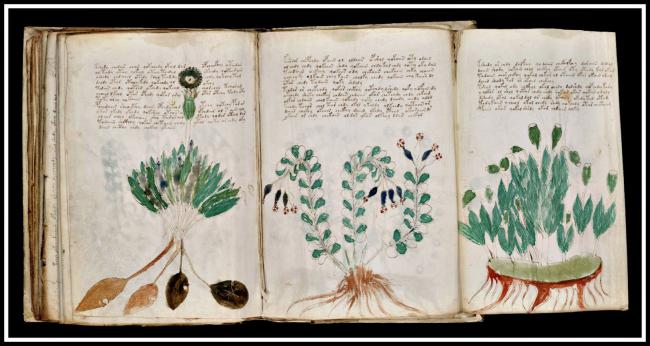 manuscrisul-lui-voynich-2