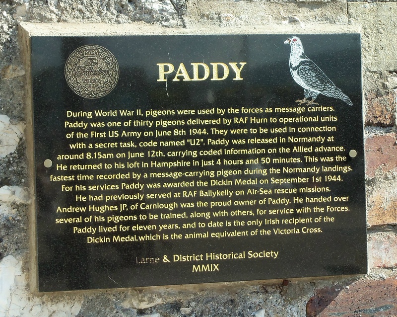 Paddy