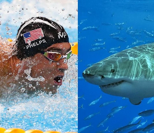 Michael Phelps se lance un défi contre... un requin blanc !
