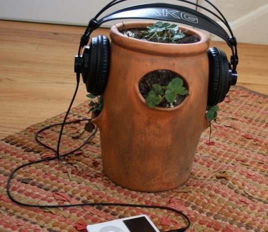 Faites pousser vos plantes avec de la musique !