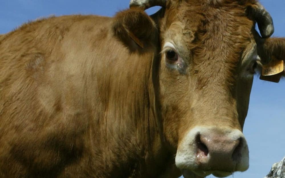 Les Pays-Bas ont une nouvelle mascotte : une vache, qui s’est enfuie de l’abattoir !