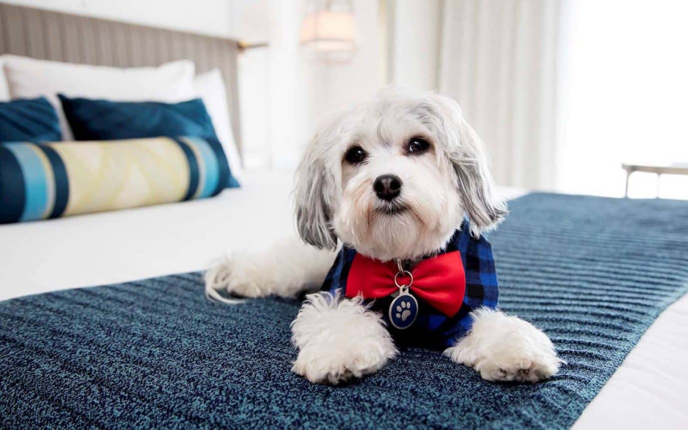Un hôtel à San Francisco offre un chien à ses clients pendant leur séjour
